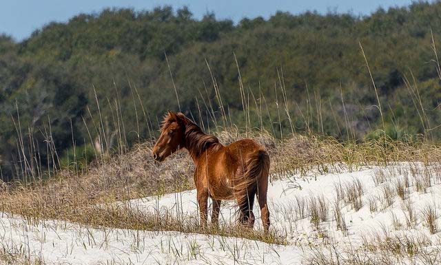 Winter camping is possible on Cumberland Island, GA