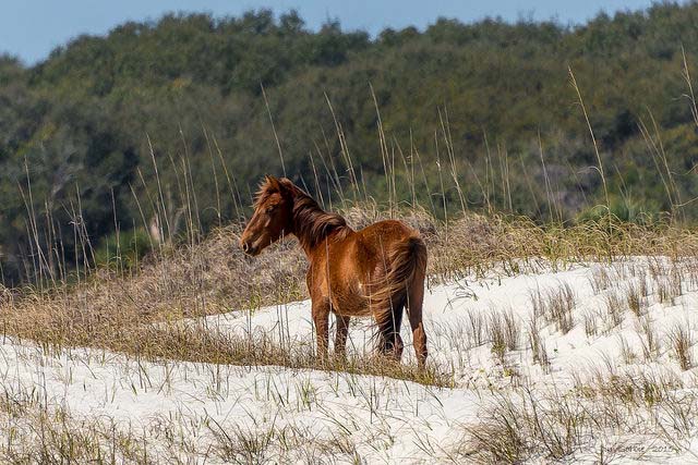 Winter camping is possible on Cumberland Island, GA