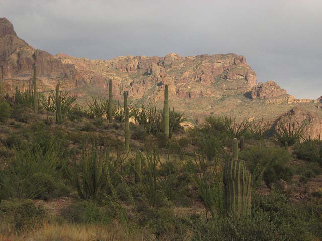Winter camping is popular in Organ Pipe Cactus National Monument