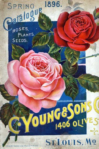 Seed Catalogs