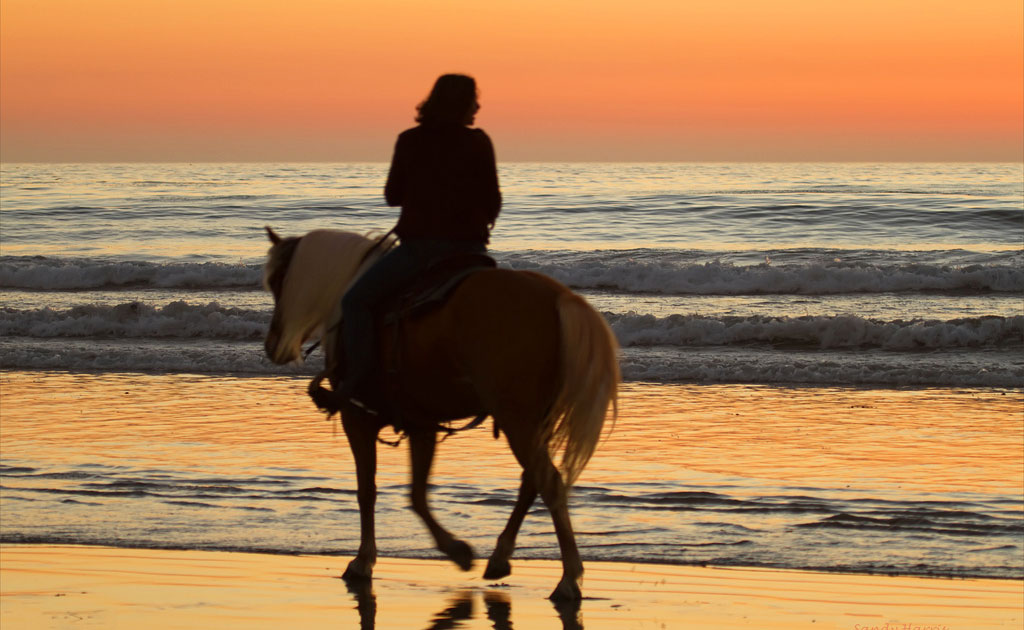 A horse beach ride tour is the best at sunset