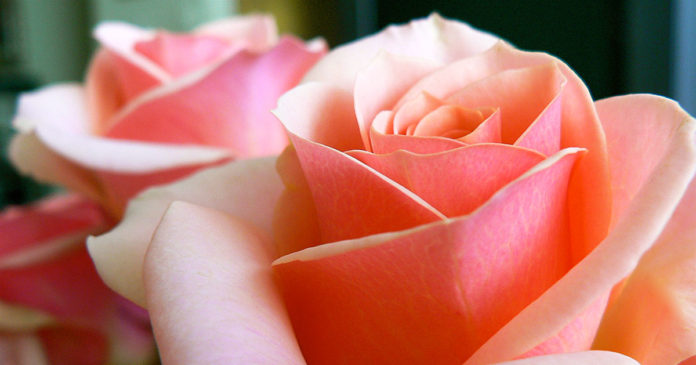 Stop multitasking so you can smell the roses