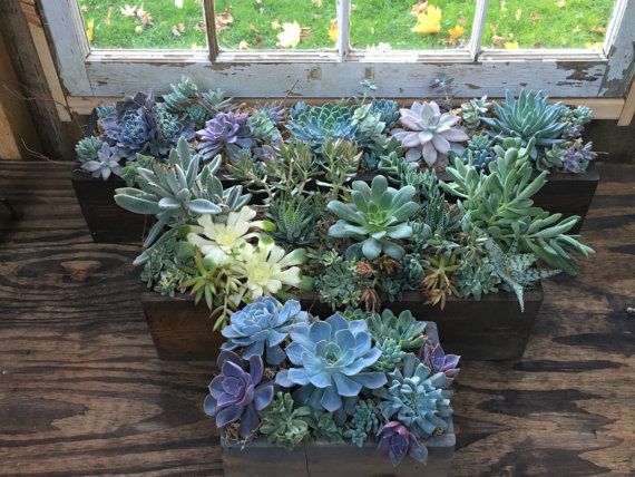 Rustic Succulent Centerpiece by The Mitered Joint on Etsy