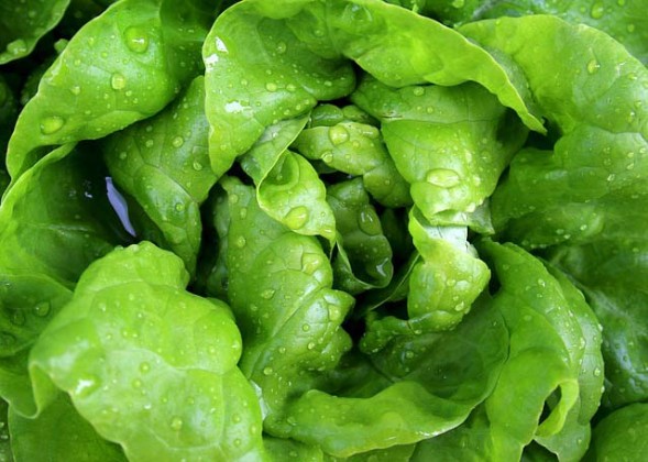 Live longer eating leafy green veggies