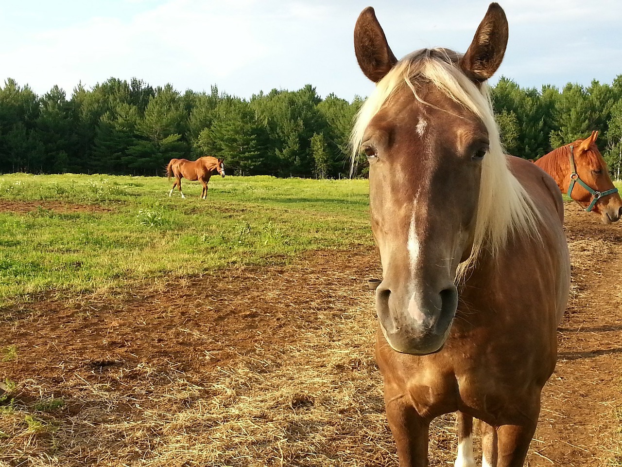 Horseback riding vacations are thrilling